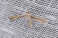 Gypsochares bigoti