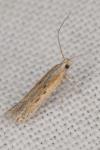 Scrobipalpula