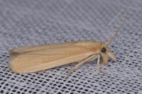 Anerastia lotella