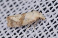 Cochylidia implicitana