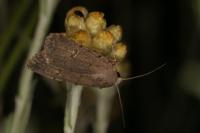 Caradrina flavirena