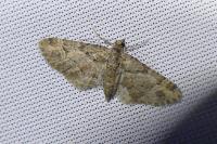 Gymnoscelis rufifasciata