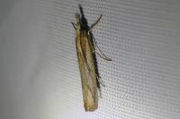 Agriphila geniculea