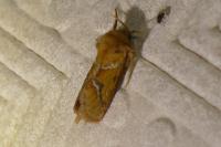 Triodia sylvina
