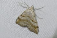 Aplocera efformata/plagiata