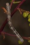 Dyscia fagaria