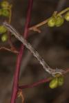 Dyscia fagaria
