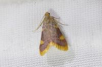 Hypsopygia costalis