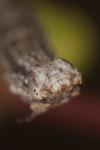 Dyscia fagaria