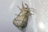 Trichiura crataegi