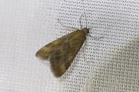 Pyrausta despicata