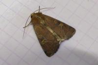 Xestia xanthographa