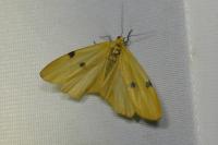Lithosia quadra