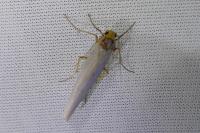 Eilema caniola