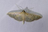 Patania ruralis