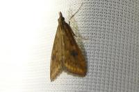Udea ferrugalis