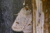 Caradrina kadenii