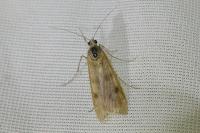 Nomophila noctuella