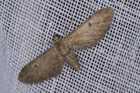 Eupithecia absinthiata