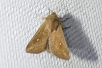 Mythimna albipuncta