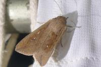 Mythimna unipuncta