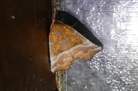 Scoliopteryx libatrix