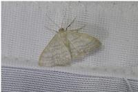 Idaea subsericeata