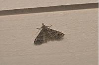 Alucita hexadactyla