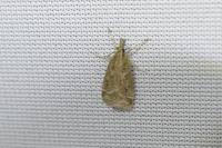 Eudonia pallida