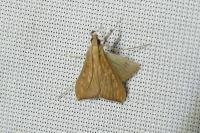 Antigastra catalaunalis