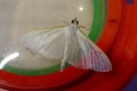 Palpita vitrealis