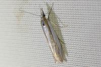 Crambus pascuella