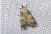 Agrotis puta