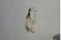 Cilix glaucata
