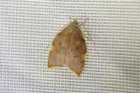 Carcina quercana