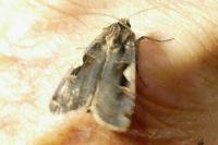 Xestia c-nigrum