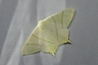 Ourapteryx sambucaria
