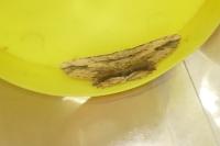 Menophra abruptaria