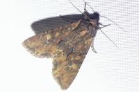 Mniotype solieri
