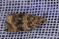 Celypha lacunana
