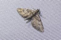 Gymnoscelis rufifasciata