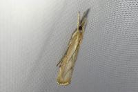 Agriphila geniculea