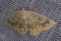 Cyclophora annularia