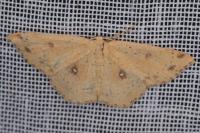 Cyclophora porata