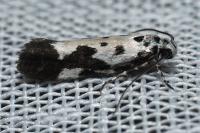 Ethmia quadrillella