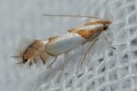 Phyllonorycter roboris