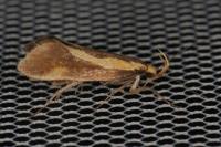 Harpella forficella