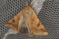 Heliothis peltigera