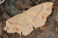 Cyclophora punctaria