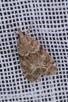 Eudonia mercurella